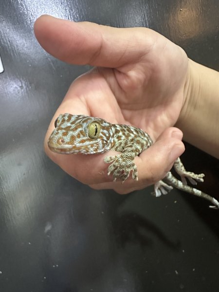 画像2: タイランドトッケイ 雌 (2)