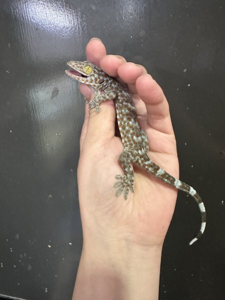 画像3: タイランドトッケイ 雌 (3)