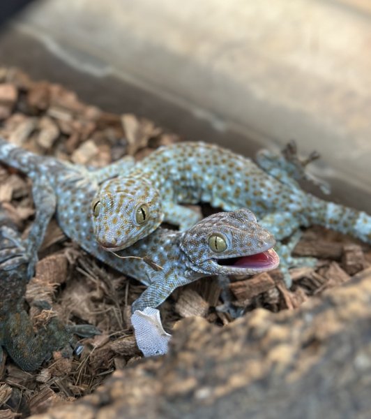 画像2: タイランドトッケイ 雄 (2)