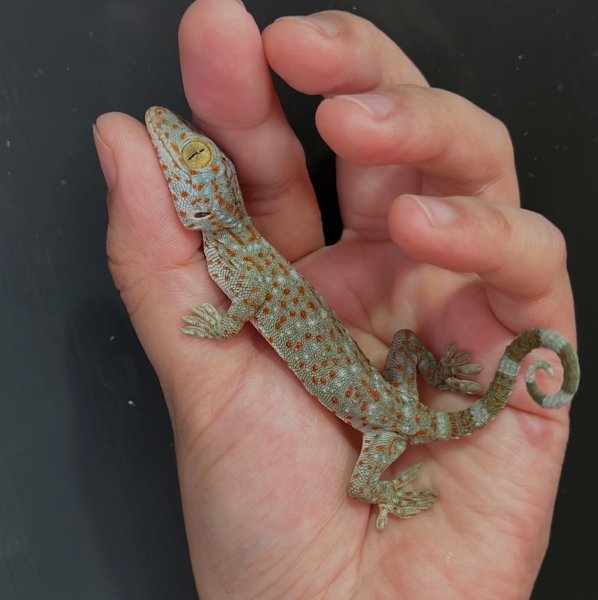 画像1: タイランドトッケイ 雄 (1)