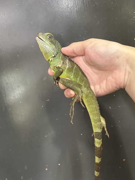 画像2: インドシナウォータードラゴン (2)