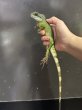 画像1: インドシナウォータードラゴン (1)