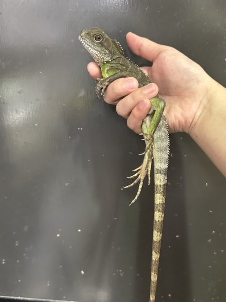 画像3: インドシナウォータードラゴン (3)