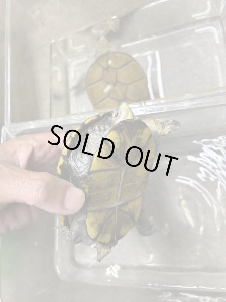 画像3: キイロドロガメ　アダルトペア (3)