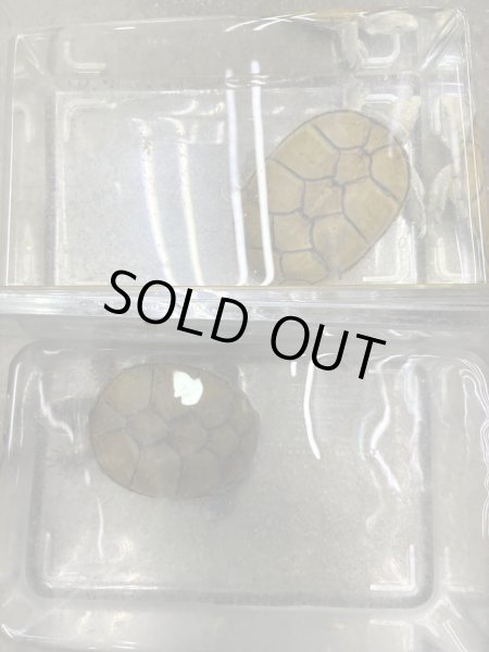 画像1: キイロドロガメ　アダルトペア (1)