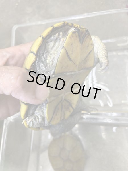 画像2: キイロドロガメ　アダルトペア (2)