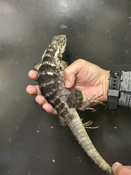 画像3: パンダパイドスパイニーテールイグアナ　雌 (3)