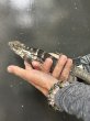 画像2: パンダパイドスパイニーテールイグアナ　雌 (2)