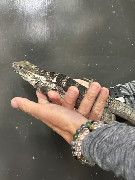 画像2: パンダパイドスパイニーテールイグアナ　雌 (2)