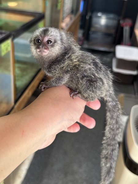 画像1: コモンマーモセット 雄 7/7生 (1)