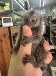 画像4: コモンマーモセット 雄 7/7生 (4)