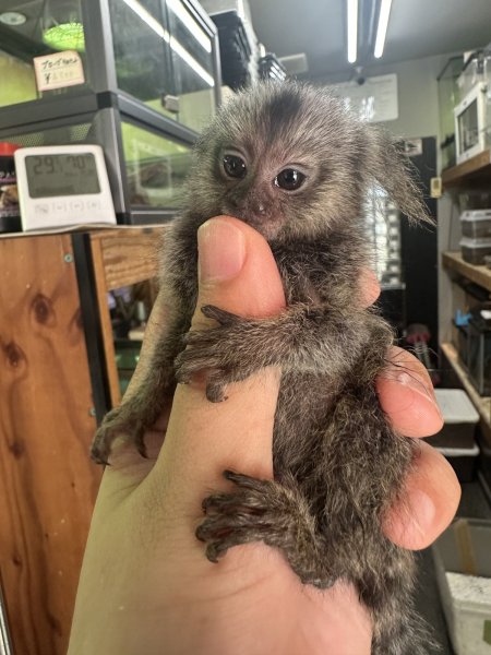 画像4: コモンマーモセット 雄 7/7生 (4)