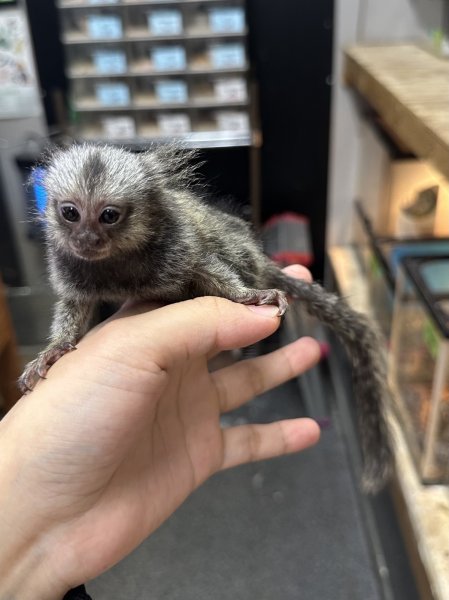 画像3: コモンマーモセット 雄 7/7生 (3)