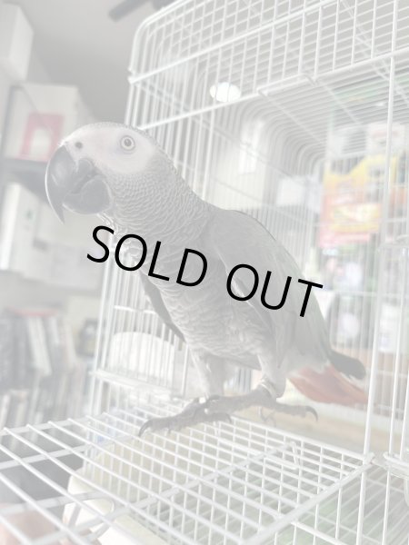 画像1: ヨウム (1)