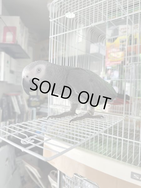 画像2: ヨウム (2)