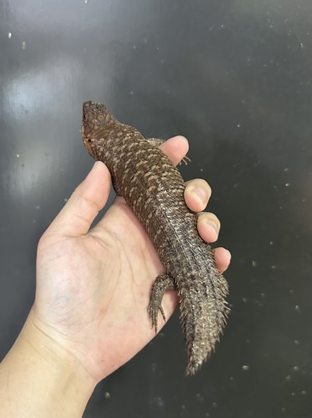 画像3: ストケスイワトカゲ 2024CB (3)