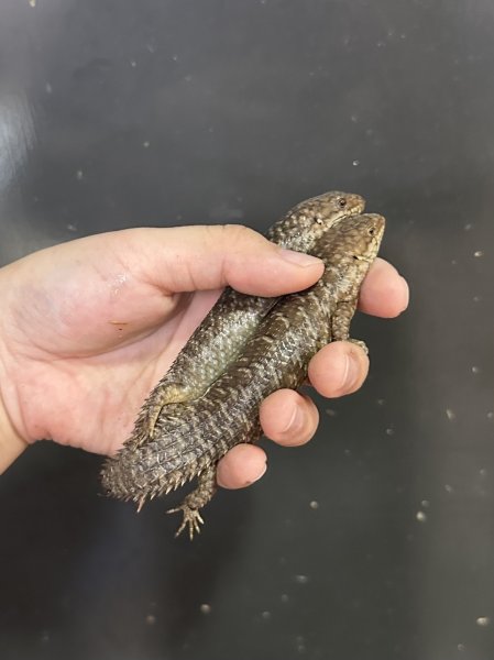 画像2: ストケスイワトカゲ 2025CB (2)