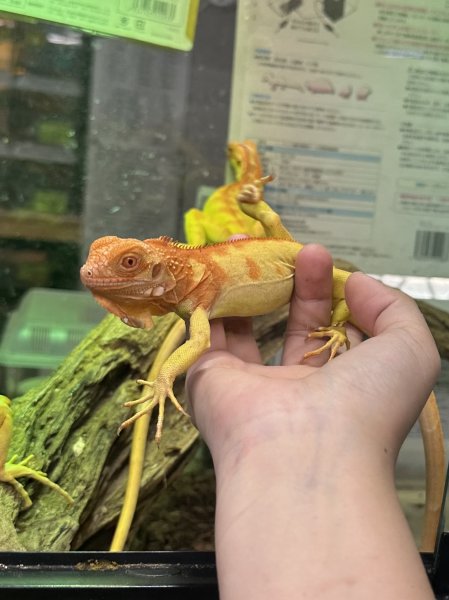 画像3: サンセットアルビノイグアナ (3)