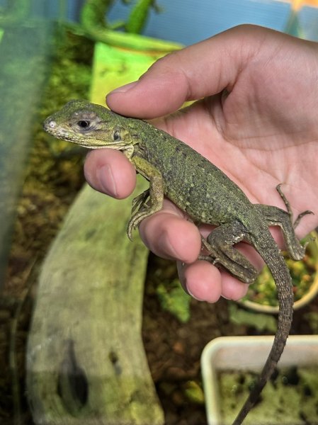 画像3: ツナギトゲオイグアナ (3)