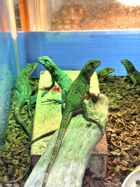 画像2: ツナギトゲオイグアナ (2)