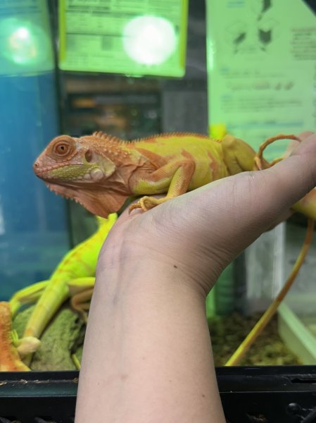 画像4: サンセットアルビノイグアナ (4)