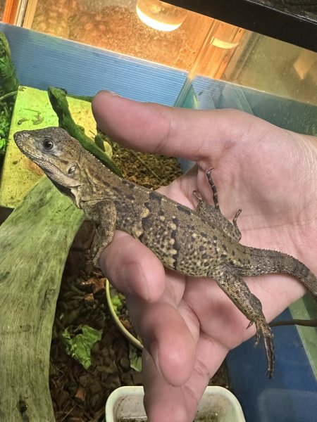 画像1: ツナギトゲオイグアナ (1)