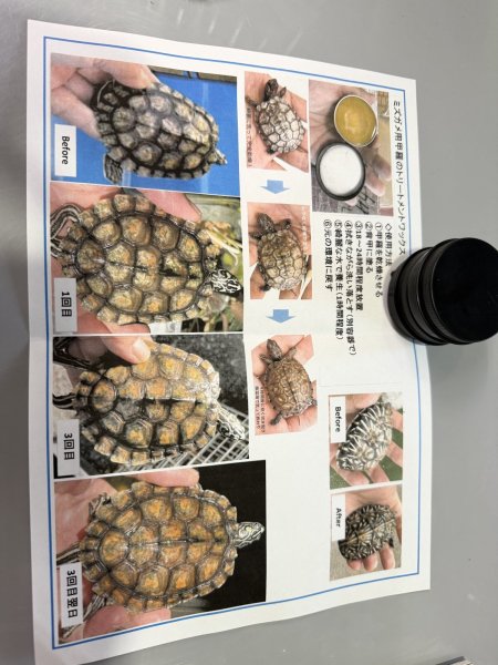 画像1: 甲羅ワックス (1)