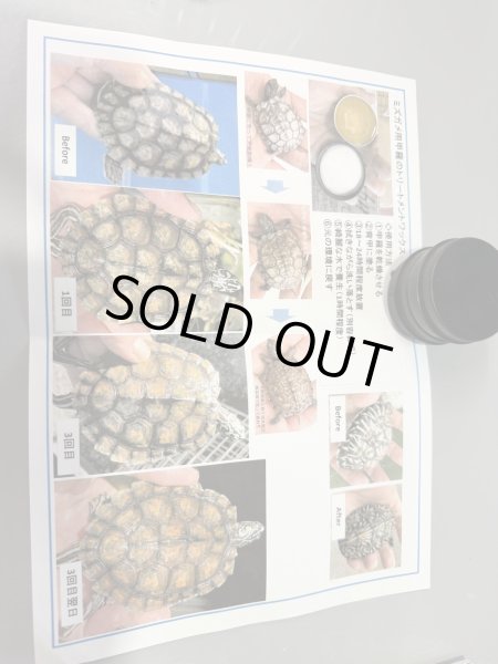 画像1: 甲羅ワックス (1)