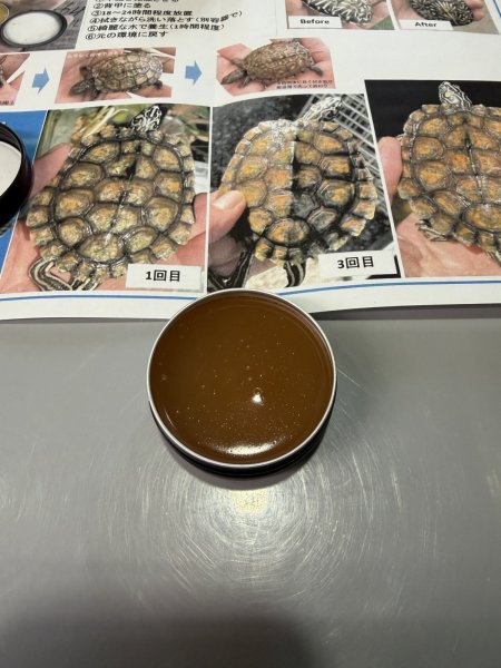 画像2: 甲羅ワックス (2)