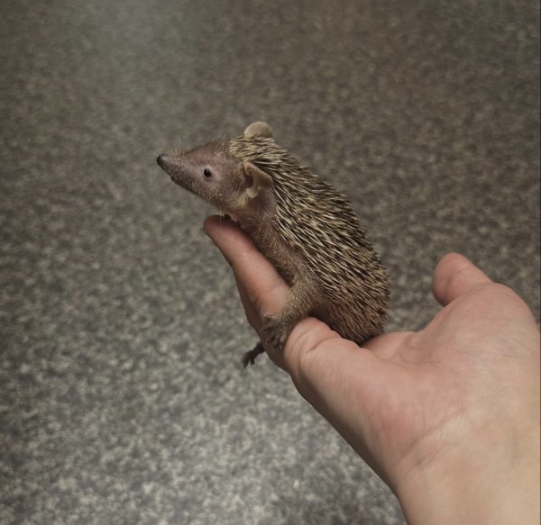 画像4: ヒメハリテンレック (4)