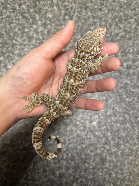 画像2: タイランドトッケイ 雄 (2)