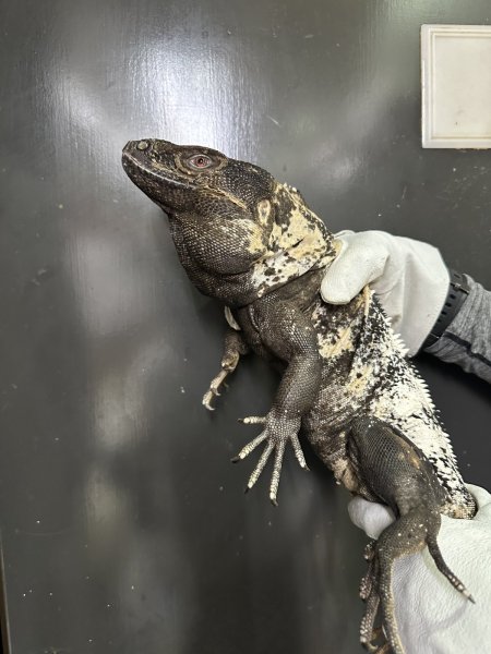 画像1: パンダパイドスパイニーテールイグアナ アダルト雌 (1)