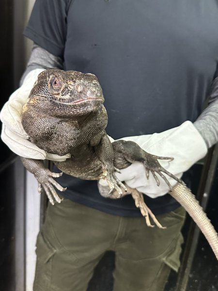 画像3: パンダパイドスパイニーテールイグアナ アダルト雌 (3)