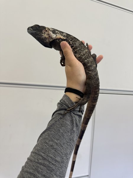 画像4: パンダパイドスパイニーテールイグアナ (4)