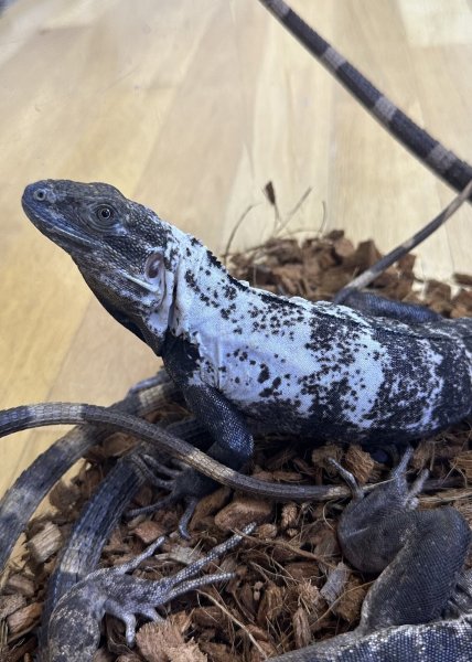 画像1: パンダパイドスパイニーテールイグアナ (1)