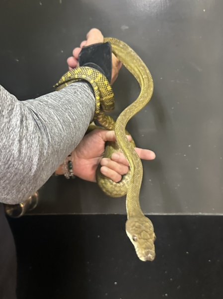 画像3: モルカンパイソン (3)