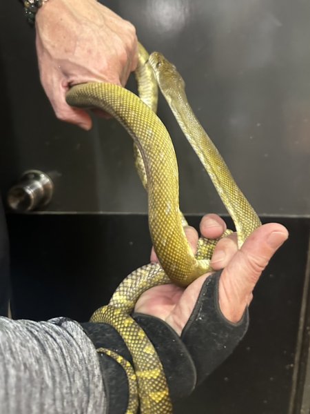 画像2: モルカンパイソン (2)