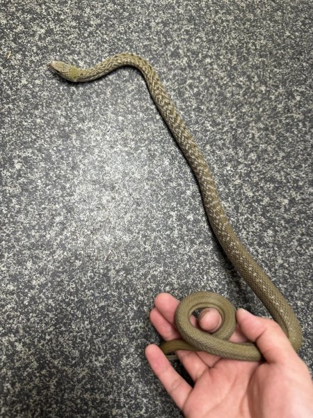 画像2: ヨナグニシュウダ (2)