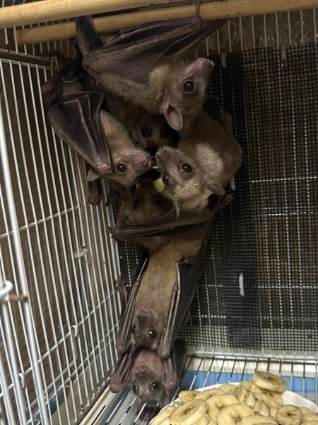 画像1: フルーツバット（エジプシャン） 雄雌 (1)