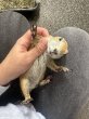 画像3: プレーリードッグ 雌 (3)