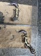 画像1: レオパ　ゴジラジャイアント バンディット (1)