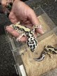 画像3: レオパ　ゴジラジャイアント バンディット (3)