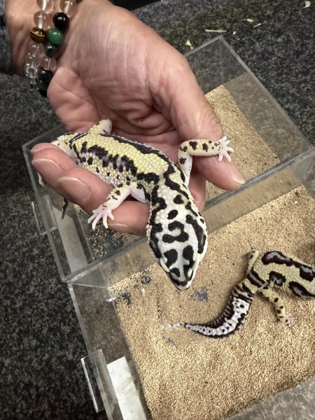 画像3: レオパ　ゴジラジャイアント バンディット (3)