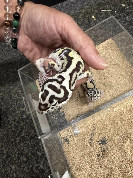 画像2: レオパ　ゴジラジャイアント バンディット (2)