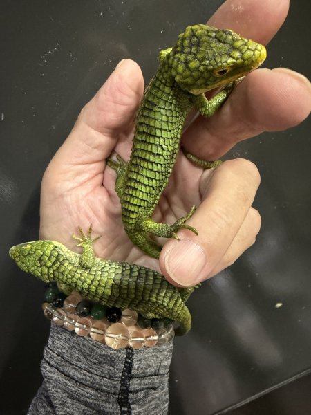 画像3: アブラニアグラミニア (3)