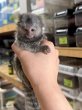 画像4: コモンマーモセット 雄 (4)