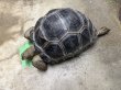 画像2: アルダブラゾウガメ モーリシャス (2)