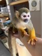 画像3: コモンリスザル2021/8雌(価格はお問い合わせ下さい) (3)