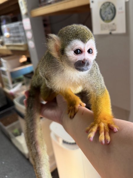 画像3: コモンリスザル2021/8雌(価格はお問い合わせ下さい) (3)