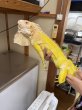 画像1: グリーンイグアナ　T-アルビノ　アダルトメス (1)